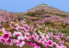 合川春日追花指南！这4条线路承包你的浪漫春天→