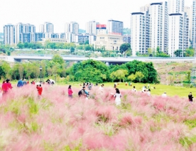 渝北秋日限定 芙蓉粉黛“双花海” 邂逅双倍浪漫