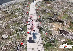 从“春日限定”到“四季可期” 让“赏花经济”直抵人心