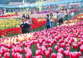 10万游客打卡沙坪坝“花海灯会”